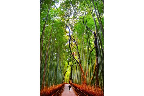 日本蓝山拍摄的蓝山竹林、卧虎藏龙竹林