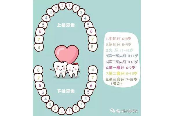 孩子換牙的時間(孩子換牙的年齡和順序)