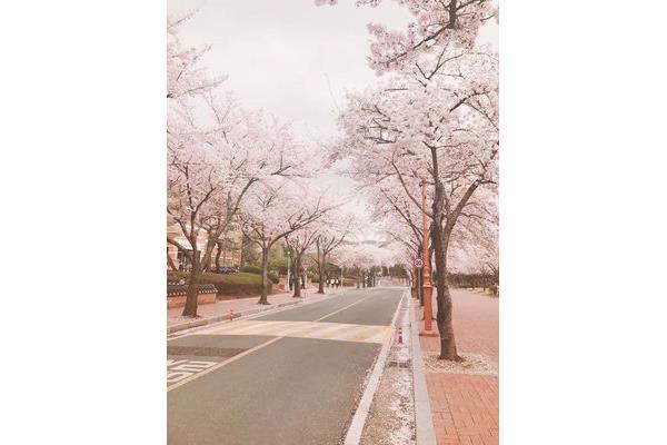 櫻花是日本的還是韓國的?,2022韓國櫻花季自由行指南