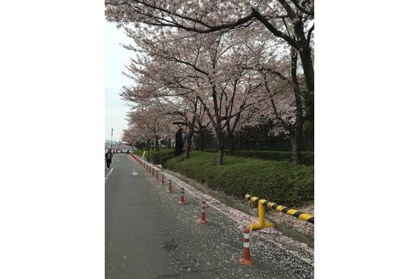 永福櫻花園2023花期(韓國有哪些看櫻花的地方?)