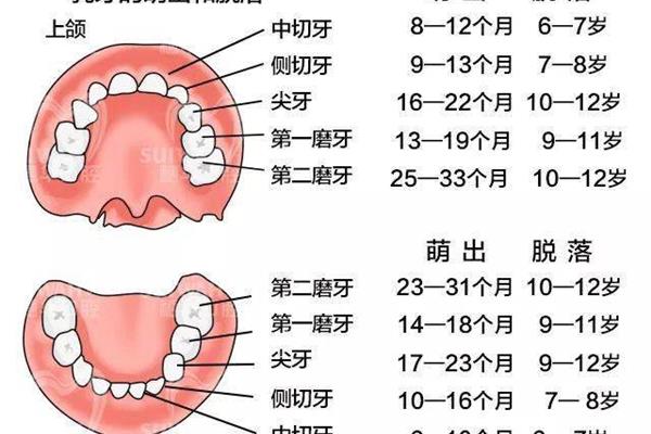 乳牙換牙序列圖(孩子掉牙的順序)