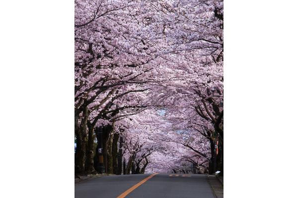 四月樱花日本
