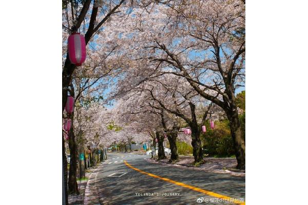 日本三月有櫻花嗎?三月的日本櫻花計劃