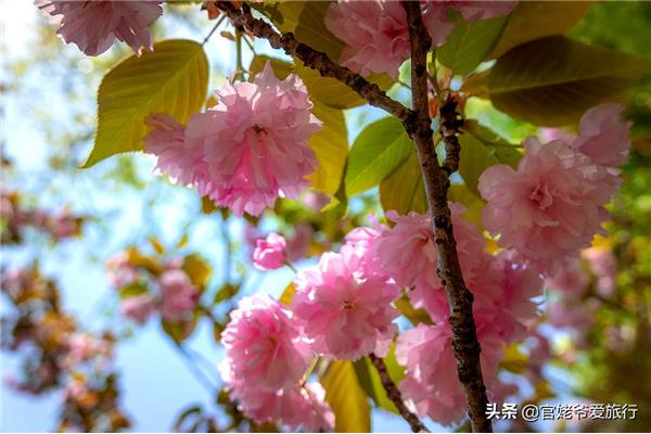 2022年鸡鸣寺的樱花什么时候谢?上海英升教育科技有限公司