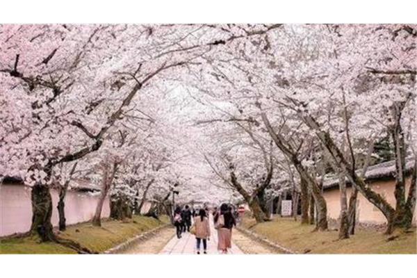 日本京都的赏樱景点和东京的赏樱胜地