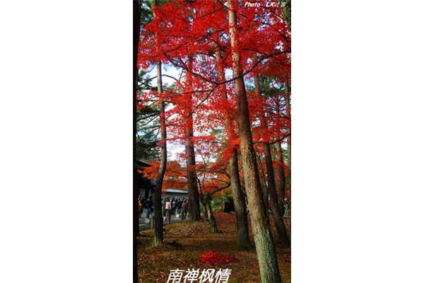 成峰京都酒店,日本京都的枫树是什么样的?