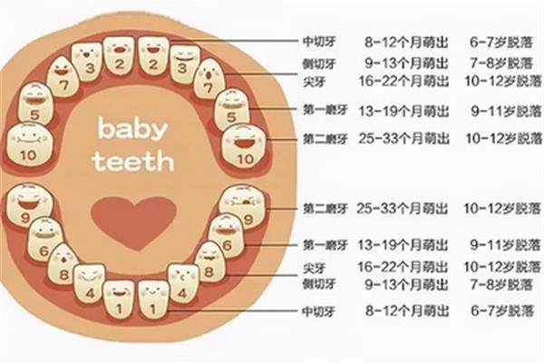 乳牙換牙時間表(兒童換牙順序及年齡時間表)