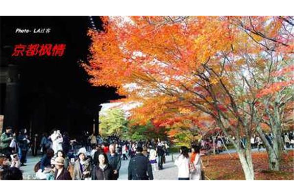 日本京都的楓葉季節是幾月?日本京都的楓樹是什么品種?