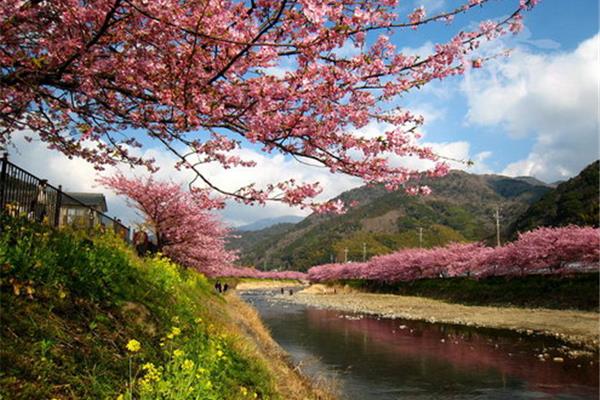 2019年韩国樱花节攻略、2022年韩国樱花开放时间