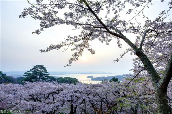 日本城市介紹,櫻花和山,日本賞櫻路線