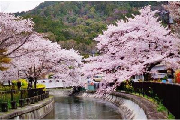 2024年京都樱花季、2023年京都樱花时间