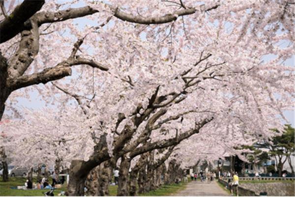 日本櫻花的時空變化,日本函館是什么意思?