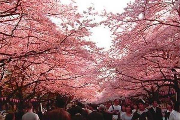 东京赏樱行程规划