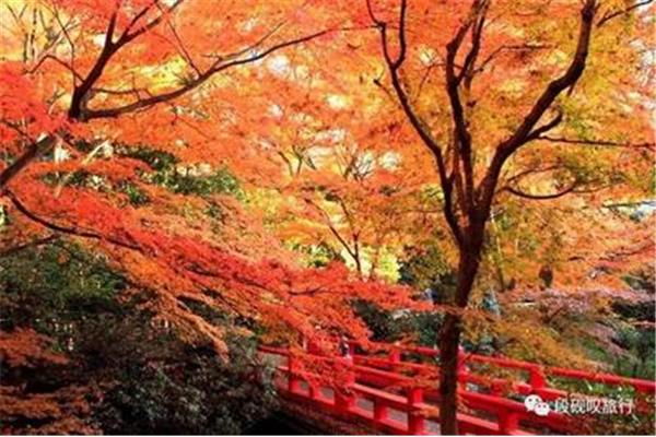 秋天去日本看楓葉,是秋天看楓葉最美的路線