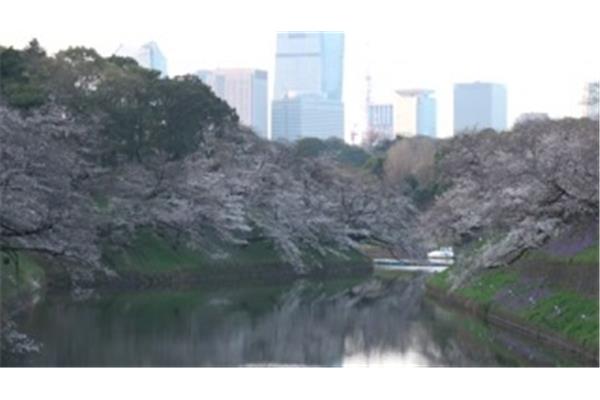 2023年青岛樱花最佳观赏地,东京樱花
