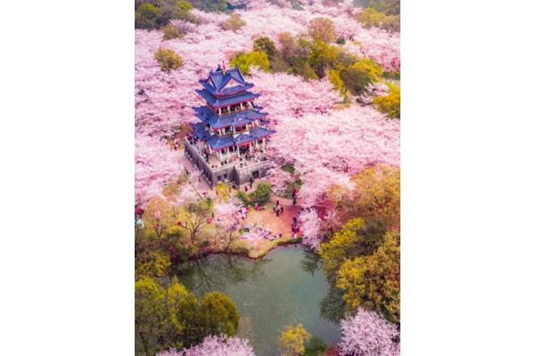 參觀日本京都的櫻花觀賞地九州公園