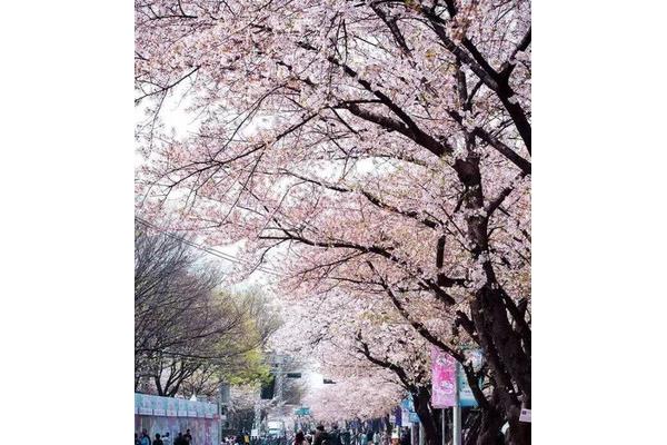 首爾4月櫻花
