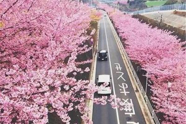 韩国有哪些看樱花的地方?推荐韩国镇海樱花节的主要活动