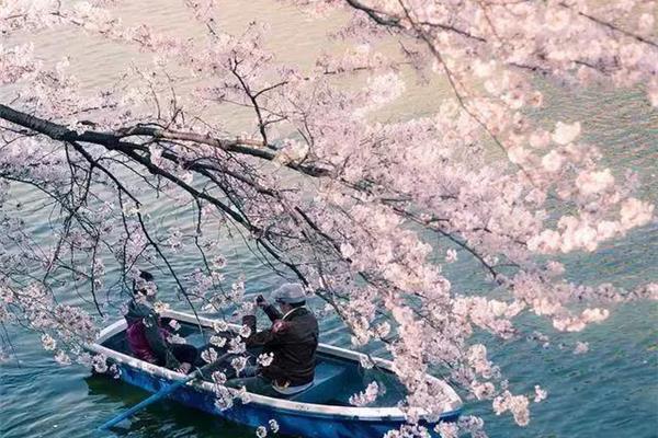 日本京都櫻花,想問一下北海道最佳旅游季節?