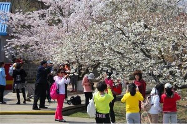 2022年,北方樱花何时盛开,鹤壁樱花节将于2023年结束