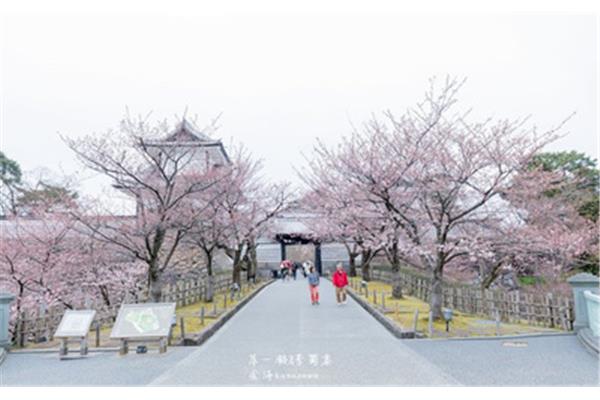 日本京都的樱花这个世界上有白樱花吗?