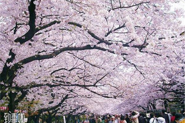 大阪是看櫻花的最佳時間哪里可以看到櫻花?