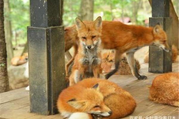 日本北海道的狐貍,日本北海道有哪些村落?