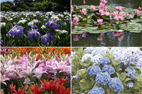 断脚野菊一年开几次花?五月的日本:人群和幸福的温度
